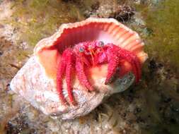 Image of Mediterranean hermit crab