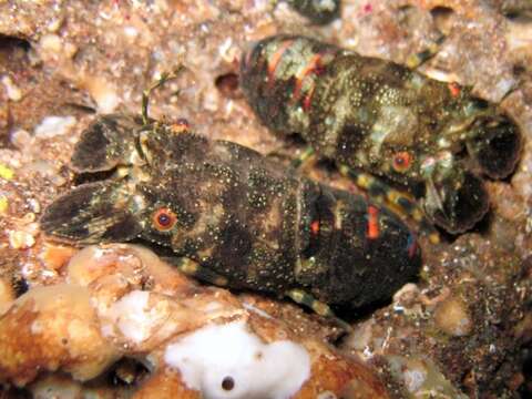 Image of Small European Locust Lobster