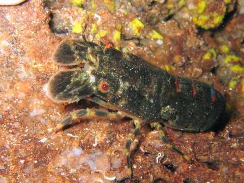 Image of Small European Locust Lobster