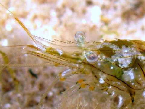 Image of Rockpool shrimp