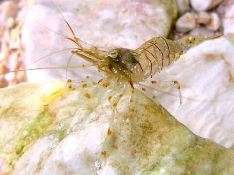 Image of Rockpool shrimp