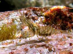 Image of Rockpool shrimp