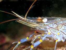 Image of Common prawn