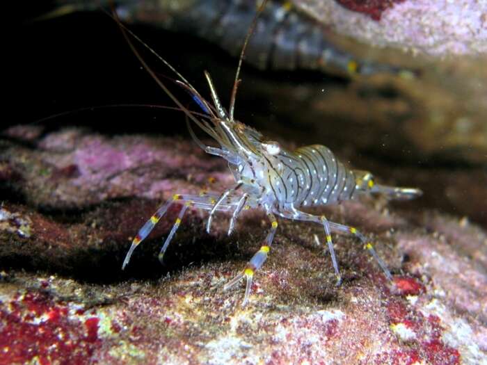 Image of Common prawn