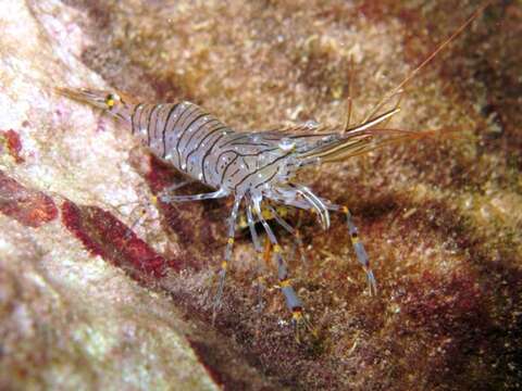 Image of Common prawn