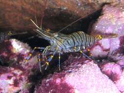 Image of Common prawn