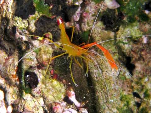 Image of golden coral shrimp