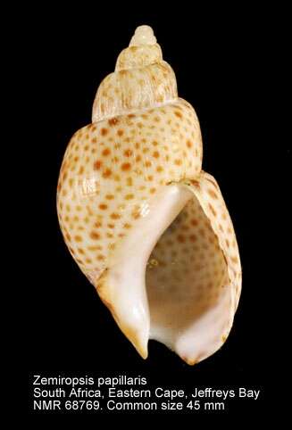 Image of Zemiropsis papillaris (G. B. Sowerby I 1825)