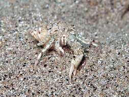 Image of Roux's hermit crab