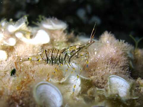 Image of Rockpool shrimp