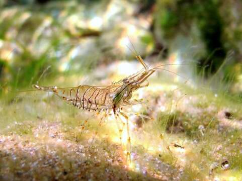 Image of Rockpool shrimp