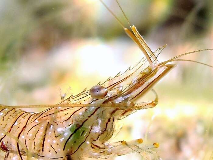 Image of Rockpool shrimp