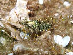 Image of Rockpool shrimp