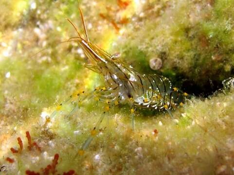 Image of Rockpool shrimp