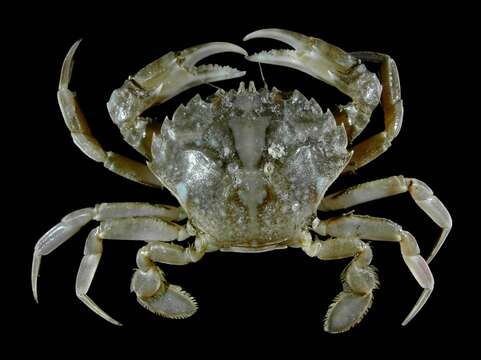 Image of Vernal crab