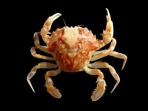 Image of marbled swimming crab