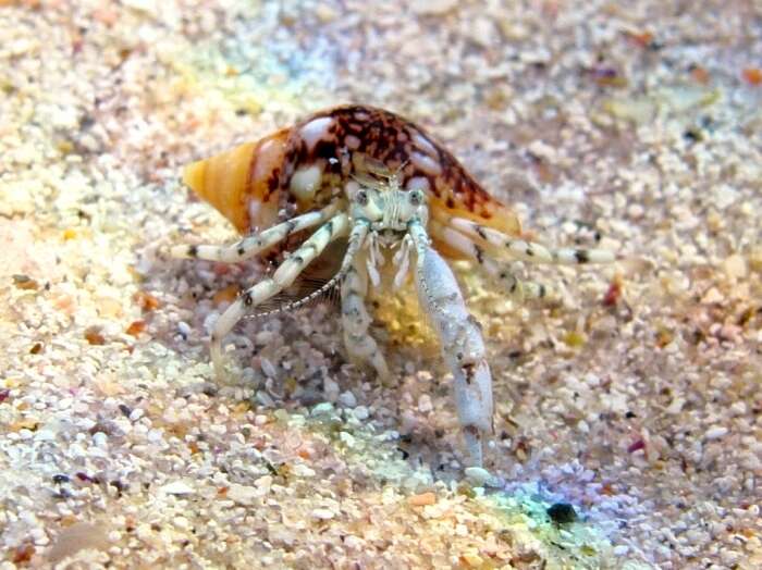 Image of Roux's hermit crab