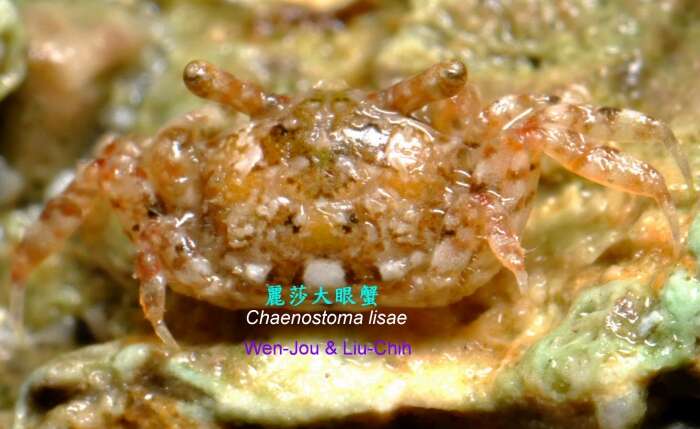 Imagem de Chaenostoma lisae (Poupin & J. M. Bouchard 2010)