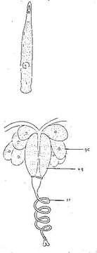 Image of Schizorhynchoides spirostylus Boaden 1963