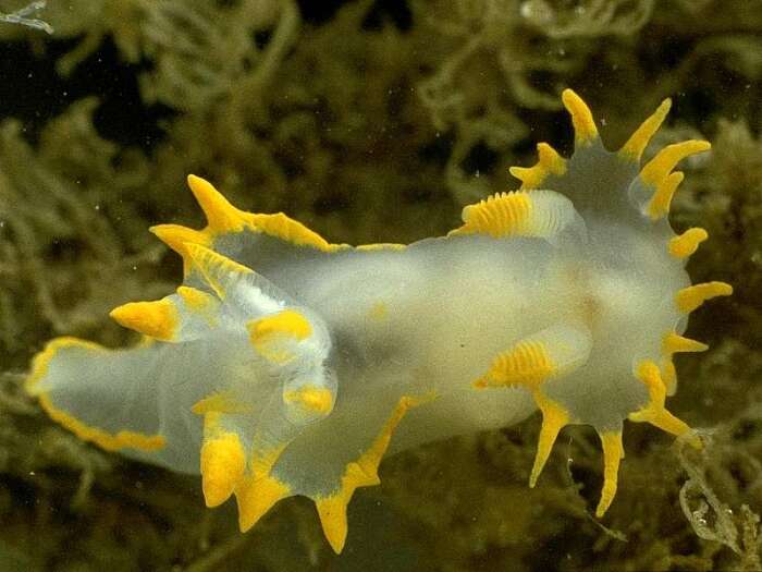 Sivun Polycera faeroensis Lemche 1929 kuva