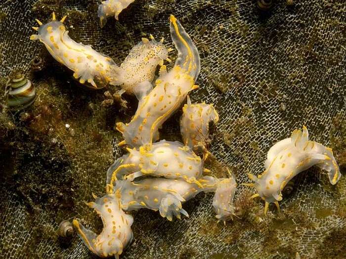 Sivun Polycera norvegica Sørensen, Rauch, Pola & Malaquias 2020 kuva