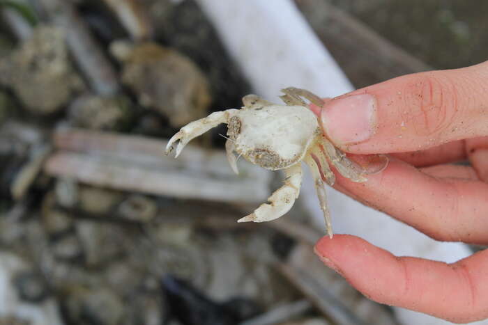 Image of Pennant's swimming crab