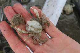 Image of Pennant's swimming crab