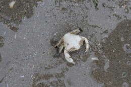 Image of Pennant's swimming crab