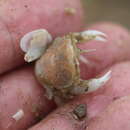 Image of polished crab