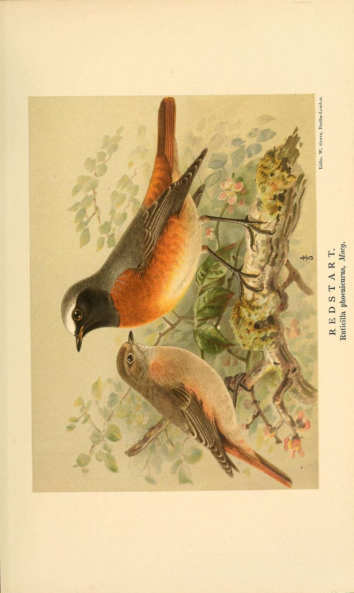 Image of Common Redstart