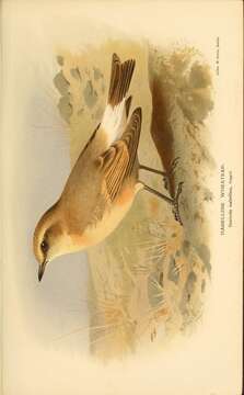 Image of Saxicola isabellina