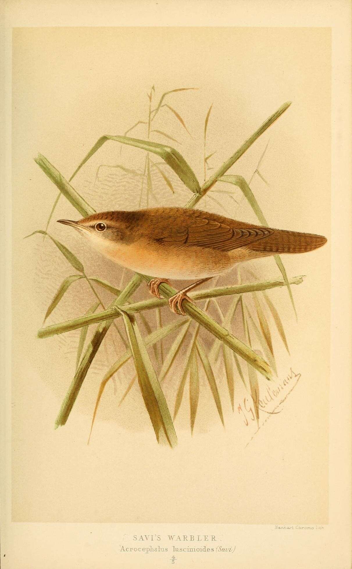 Image of Savi's Warbler