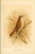 Image of Reed warbler