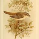 Image of Sedge warbler