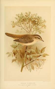Image of Sedge warbler