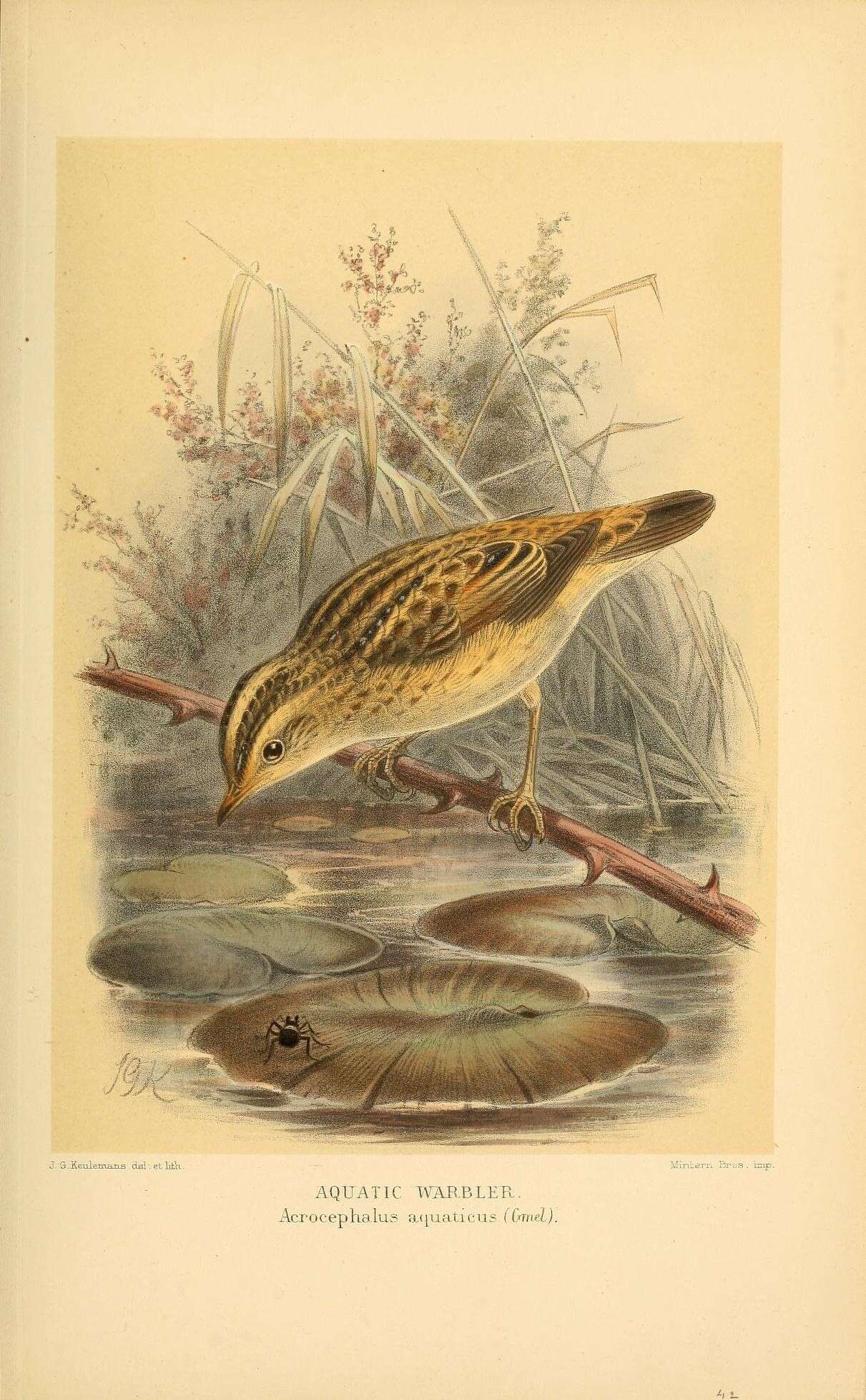 Image of Aquatic Warbler