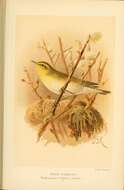 Image of Wood Warbler