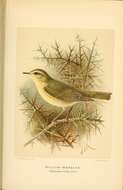 Image of Willow Warbler