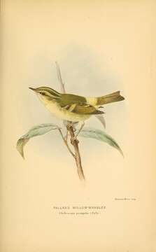 Image of Lemon-rumped Warbler