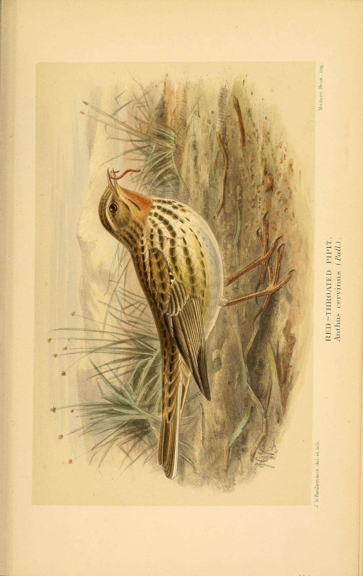 Image of Red-throated Pipit