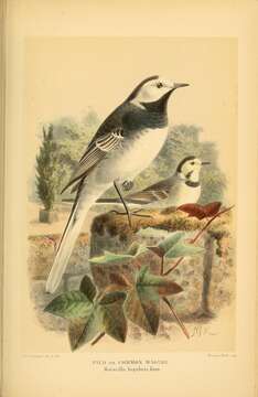 Image of Pied Wagtail and White Wagtail