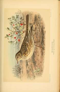 Image of Meadow Pipit