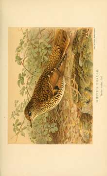 Image of Scaly Thrush