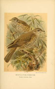 Image of Mistle Thrush