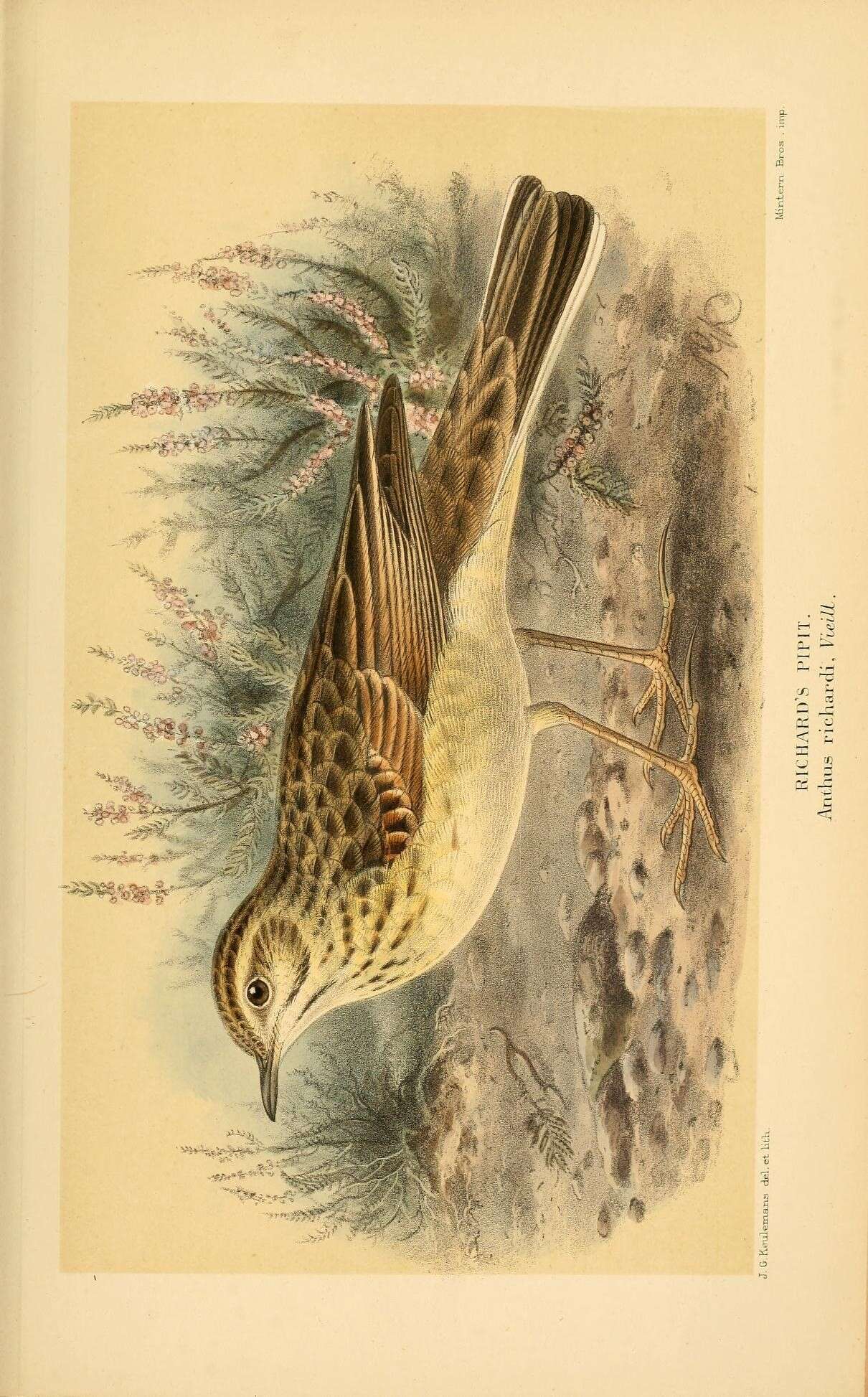 Image of Richard's Pipit