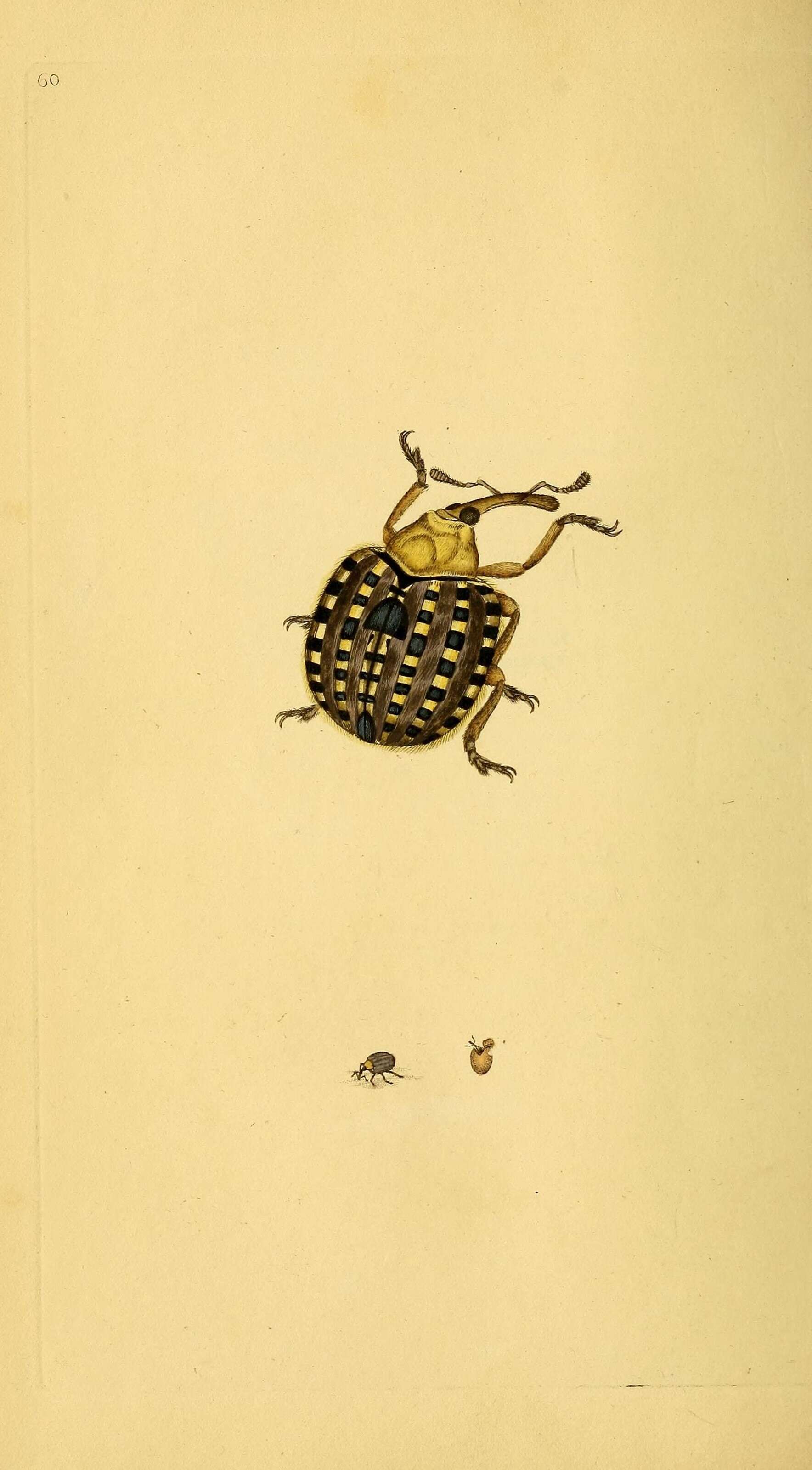 Image of Figwort weevil