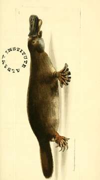 Image of platypus