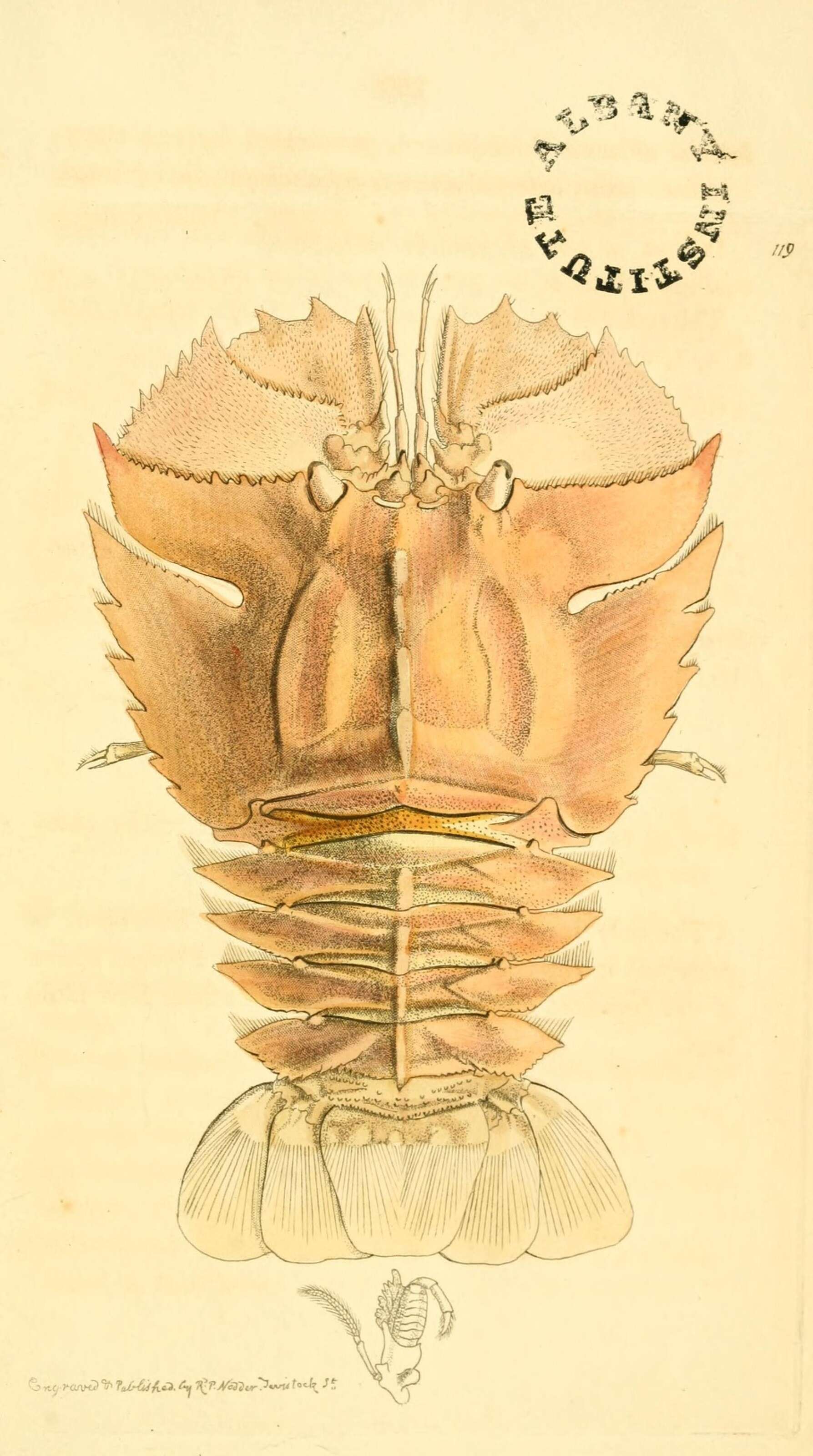 Plancia ëd Ibacus peronii Leach 1815