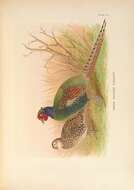 Image of Green Pheasant