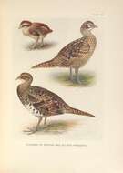 Image of Chinese Barred-backed Pheasant